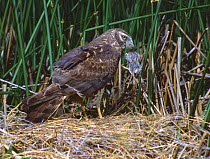 Northern / Hen harrier / Marsh hawk (Circus cyaneus) at nest with small bird prey for its unseen chicks, Wyoming, USA