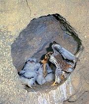 Prairie falcon (Falco mexicanus) female bringing Ground squirrel prey to five chicks in nest in cliff, Colorado, USA