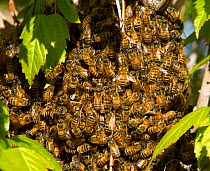 Swarm of Honey bees (Apis millifera millifera) surrounding the queen in a bush on a commercial area parking lot, Centennial, Colorado, USA, May