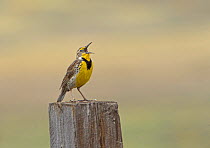 Western meadowlark (Sturnella neglecta) singing, perched on prairie fence post, USA