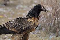 Bearded vulture (Gypaetus barbatus) in profile. The Pyrenees, Spain,  February.