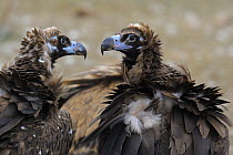 Two European Black Vultures (Aegypius monachus) face to face. The Pyrenees, Spain, February.