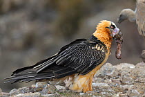 Bearded vulture (Gypaetus barbatus) with part of its prey in its beak. The Pyrenees, Spain,  February.