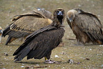 Portrait of a Black Vulture (Aegypius monachus) with two juveniles in the background. The Pyrenees, Spain,  February.