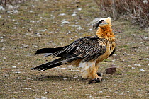 Bearded vulture (Gypaetus barbatus) with a scrap of food in its talons. The Pyrenees, Spain,  February.