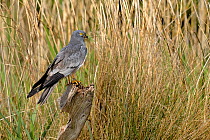 Montagu's Harrier (Circus pygargus) perched in long grass on a post. Breton Marsh, French Atlantic Coast,  May.