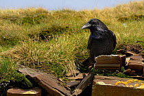 Common Raven (Corvus corax) perched on slaty rock. Breton Marsh, French Atlantic Coast,  June.