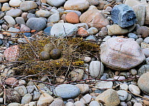Three eggs of an Oystercatcher (Haematopus ostralegus) in a nest on a pebble beach, camouflaged as twiggy beach debris. Breton Marsh, French Atlantic Coast,  June.