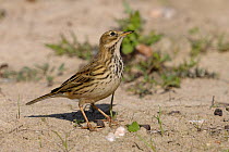 Meadow Pipit (Anthus pratensis) standing on sand. Breton Marsh, French Atlantic Coast,  October.
