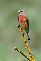 Linnet (Acanthis / Carduelis cannabina) perched on a lichen-covered twig. Breton Marsh, French Atlantic Coast,  April.