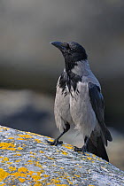 Portrait of a Carrion Crow (Corvus corone). Breton Marsh, French Atlantic Coast,  June.