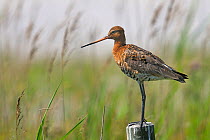 Black Tailed Godwit (Limosa limosa) perched on a post in profile. Breton Marsh, French Atlantic Coast,  July.