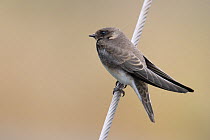 Barn Swallow (Hirundo rustica) perched on a wire. Breton Marsh, French Atlantic Coast,  July.