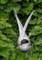 Common Tern (Sterna hirundo) among nettles. Farne Isles, UK, June.