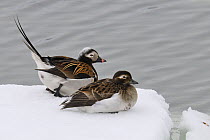 Two Long Tailed Duck (Clangula hyemalis) resting on snow by water. Breton Marsh, French Atlantic Coast,  May.