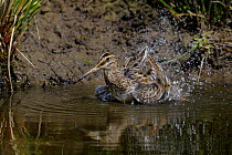 Common Snipe (Gallinago gallinago) bathing and grooming its wings in water. Breton Marsh, French Atlantic Coast,  September.