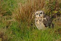 Portrait of a Short Eared Owl (Asio flammeus) standing on ground. Breton Marsh, French Atlantic Coast,  October.