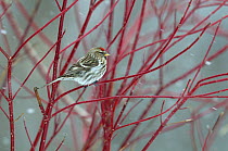 Redpoll (Carduelis flammea) perched on a branch in snow. Breton Marsh, French Atlantic Coast,  March.