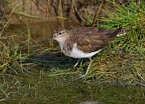 Common Sandpiper (Actitis hypoleucos) standing by shallow water. Breton Marsh, French Atlantic Coast,  April.