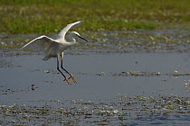 Great Egret (Ardea alba) about to land on water. Breton Marsh, French Atlantic Coast,  May.