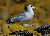Herring Gull (Larus argentatus) perched on rock. Breton Marsh, French Atlantic Coast,  June.