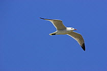Audouin's Gull (Ichthyaetus audouinii) adult in flight. Near Barcaggio Cap, Corsica, April.