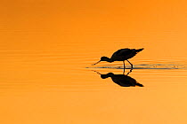 Avocet (Recurvirostra avosetta) silhouetted in shallow water at dawn. River Allier, France, July.