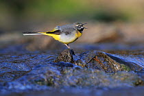 Grey Wagtail (Motacilla cinerea) calling from a stone in water. Vosges, France, March.
