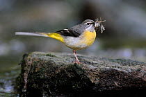 Grey Wagtail (Motacilla cinerea) with insects in its beak. Vosges, France, May.