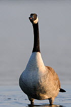 Portrait of a Canada Goose (Branta canadensis) in water. River Allier, France, April.