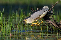 Black-crowned Night Heron (Nycticorax nycticorax) swallowing a fish. River Allier, France, July.