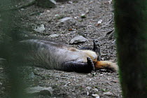 Glimpse of Badger (Meles meles) resting on its back. Vosges, France, June.