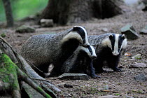 A family of Badgers (Meles meles) in woodland. Vosges, France, June.