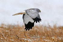 Northern / Hen Harrier (Circus cyaneus) in flight. Vosges, France, February.