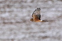 Northern / Hen Harrier (Circus cyaneus) in flight. Vosges, France, February.