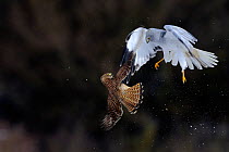 Northern / Hen Harrier (Circus cyaneus) and Kestrel (Falco tinnunculus) below, fighting in flight. Vosges, France, February.