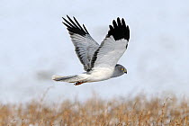 Northern / Hen Harrier, (Circus cyaneus) in flight. Vosges, France, February.