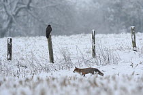 Red Fox (Vulpes vulpes) walking past Common Buzzard (Buteo buteo) perched on a fence post in snowy surroundings. Vosges, France, November.