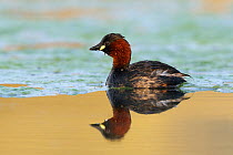 Little Grebe (Tachybaptus ruficollis) on water. Vosges, France, April.