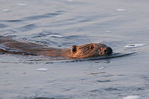 Beaver (Castor fiber) swimming in river Allier, France, April.