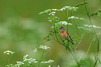 Common Linnet (Carduelis / Acanthis cannabina) perched in umbellifer. Vosges, France, May.