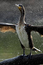 Great Cormorant (Phalacrocorax carbo) shaking water from its wings. River Allier, France, December.