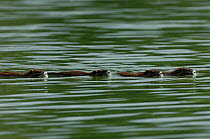A group of Coypu ( Myocastor coypus) swimming. River Allier, France, August.