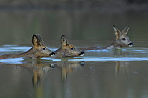 Roe Deer (Capreolus capreolus) swimming across  River Allier, France, February.