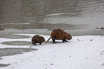 Coypu (Myocastor coypus) mother and young on ice by water. River Allier, France, December.