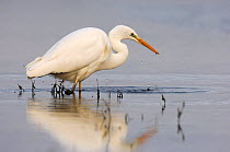 Western Great Egret (Ardea alba) in shallow water of River Allier, France, December.