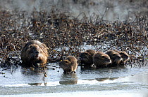 Coypu (Myocastor coypus) mother with offspring on ice by water. River Allier, France, December.