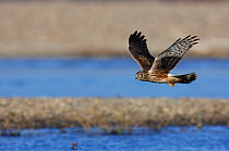 Northern / Hen Harrier (Circus cyaneus) female in flight. River Allier, France, December.