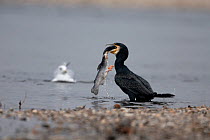 Great Cormorant (Phalacrocorax carbo) swallowing a large fish as a gull looks on. River Allier, France, November.