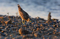 Eurasian Stone-curlew (Burhinus oedicnemus) foraging amont pebbles. River Allier, France, July.
